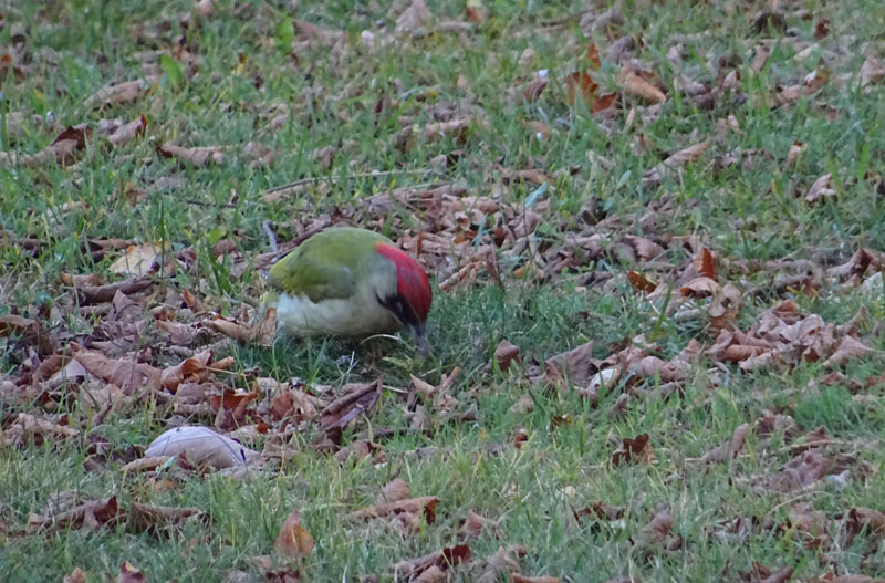 Picus viridis